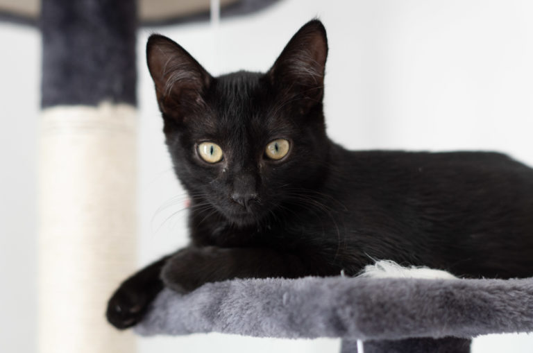 Adopter un chat à la SPA