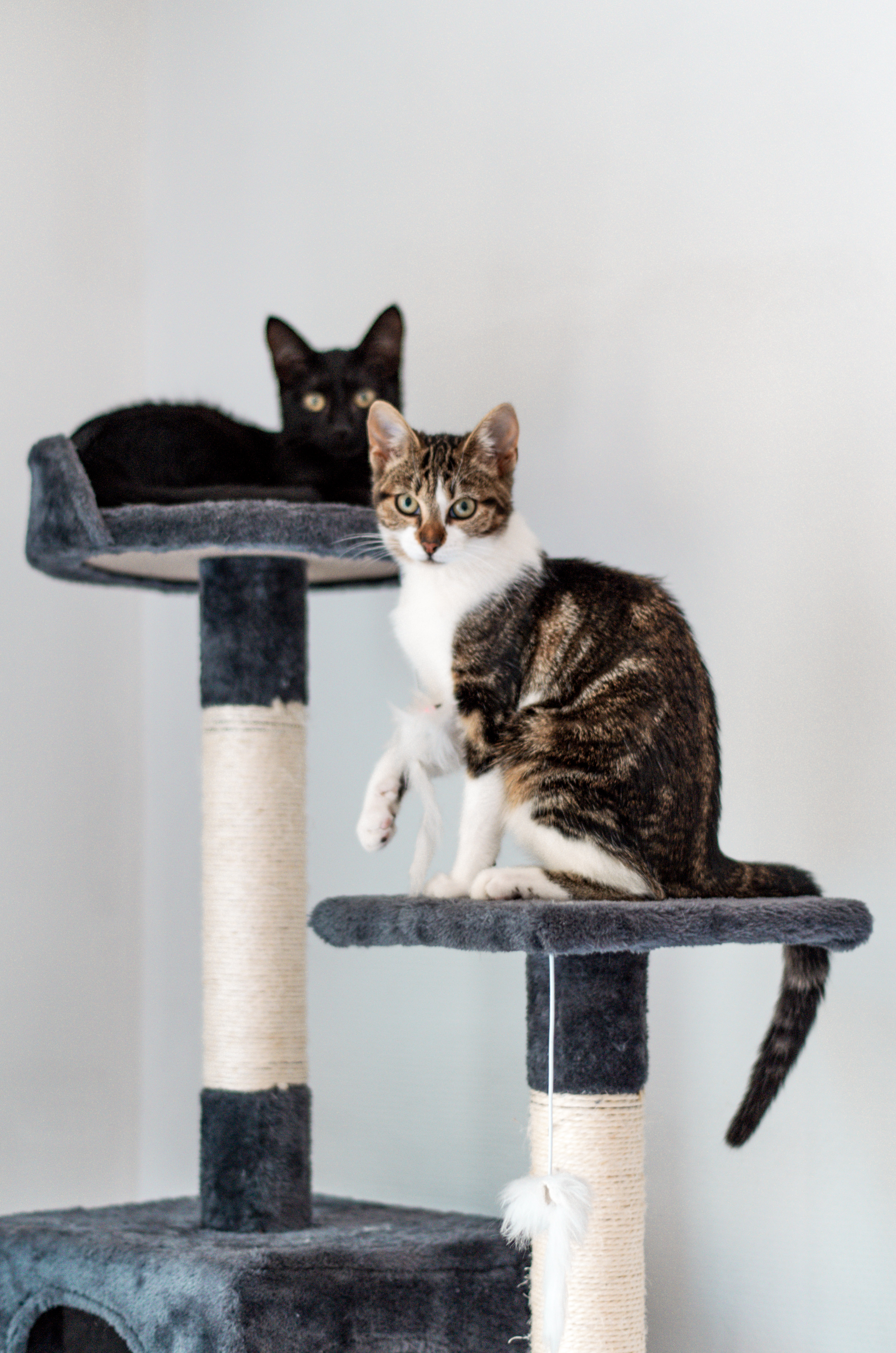 adopter un chat à la spa